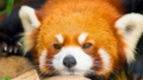 Mozilla关闭了Firefox的Test Pilot计划