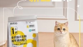 胡须白白Y91+全价猫主粮新品来袭，呵护猫咪健康营养成长
