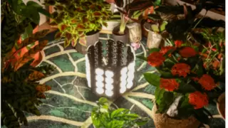 高光效、全光谱、超耐用！这款展翅植物灯为何引爆种植市场