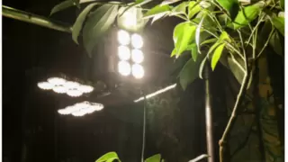 精准光照，科学种植：三思照明展翅植物灯的秘密