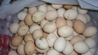 非笼养鸡蛋崛起：破解土鸡蛋市场困局，四川信德引领产业升级新潮流